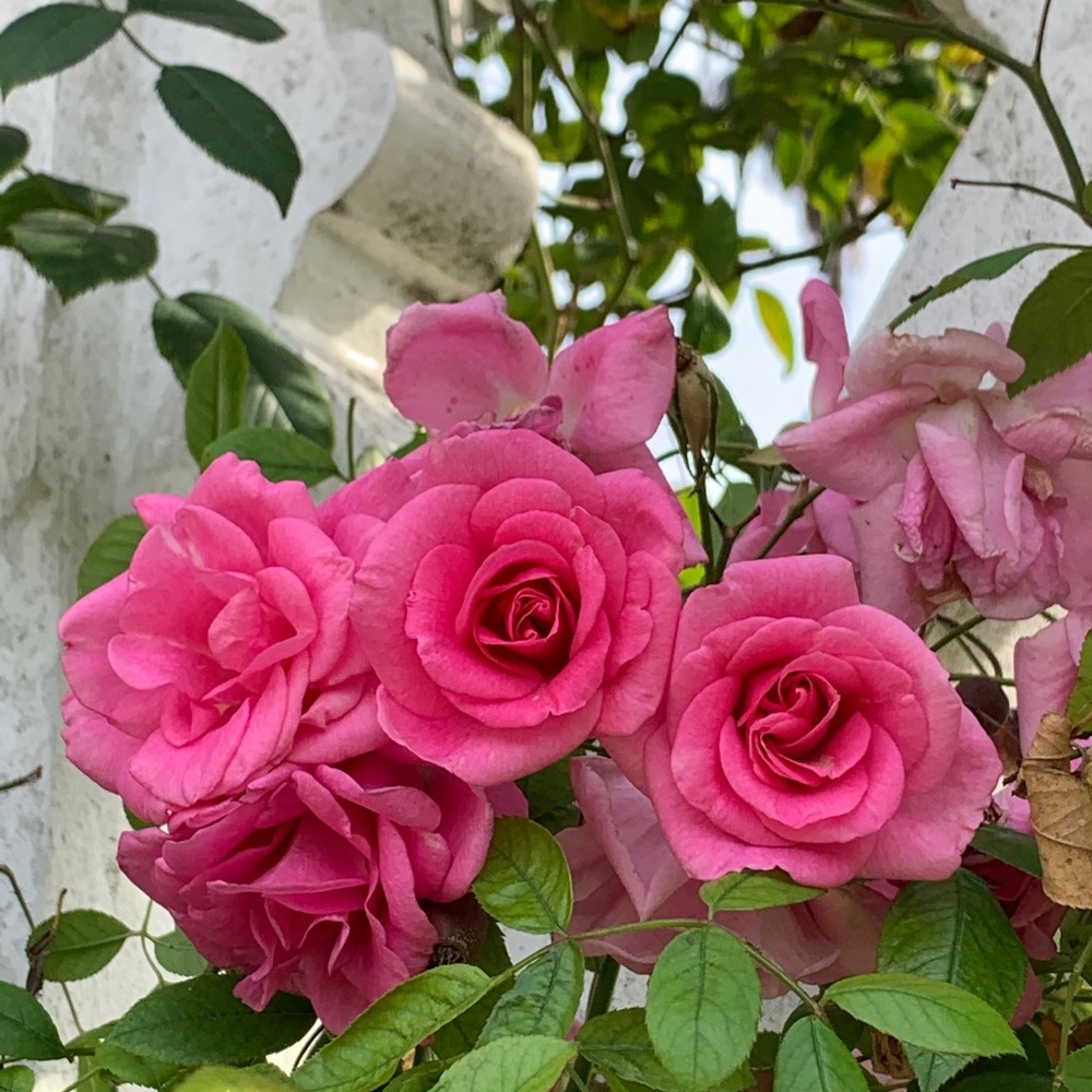 Meet your Posher, Natalie